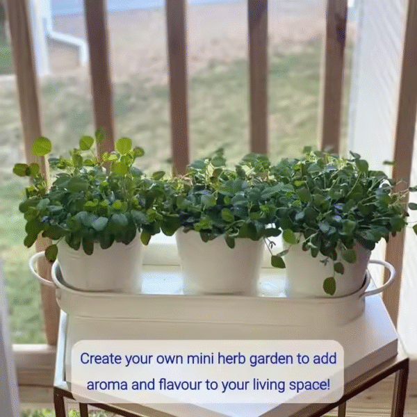 Herb Garden Planter Indoor Kit with Tray Flower Pots - Image 2